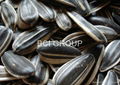 sunflower seeds -bci group