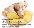 Viet Nam Ginger root