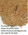 Viet Nam eucalyptus Sawdust  1