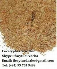Viet Nam eucalyptus Sawdust