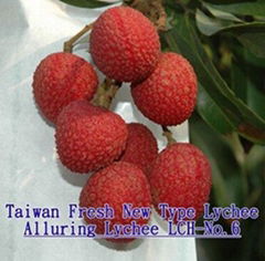 Taiwan New Type Lychee - Alluring Lychee