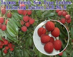 Taiwan Fresh Lychee - Alluring Lychee