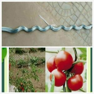 Galvanized spiral tomato scaffolds 2