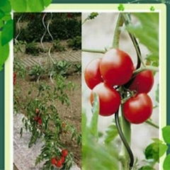 Galvanized spiral tomato scaffolds