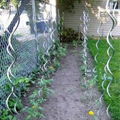 Galvanized spiral tomato scaffolds 3