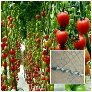 Galvanized spiral tomato scaffolds 5