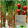 Galvanized spiral tomato scaffolds 5