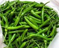 Fresh green chilli 1