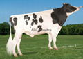 Holstein & Brown Swiss Bovine Semen