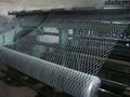 Cheap Galvanized Chicken wire netting China supplier 4