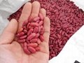 non-GMO Red Kidney Beans high quality best price