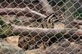 Stainless Steel Zoo Mesh for Animal Enclosure