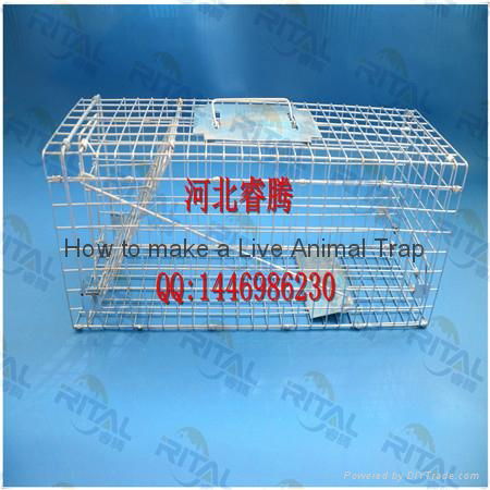 Live Animal Trap Cage for Squirrel Mink Weasel Cat Dog Rat 4