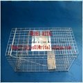 Collapsible Make Live Animal Bird Cage Trap Cage with two entry Diffrent Sizes 4