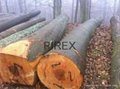 Birch Logs and Lumber