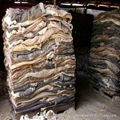 Wet Salted Cattle Hides, Dry Salted Raw