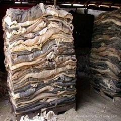 Wet Salted Cattle Hides, Dry Salted Raw Cow Hides and Skins 