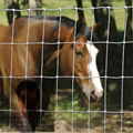 RANCH FENCE 4