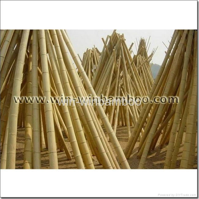 Decorative or constructive supports Mao bamboo poles