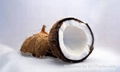 Fresh Coconuts Export Quality 4