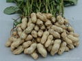 Hot Sale Peanut In Shell of Competitive Price 1