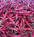 dried chillies 3