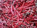 dried chillies 4