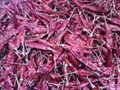 dried chillies 5