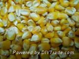 Yellow maize