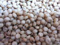 sorghum seeds 3