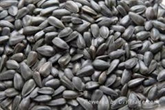 sunflower seed