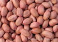 Groundnuts 1