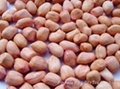 Groundnuts 3
