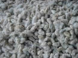 cotton seed 3