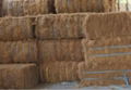 Vietnam Coconut Fibre 3