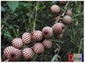 RATTAN PALM SEEDS 1