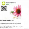 Echinacea extract