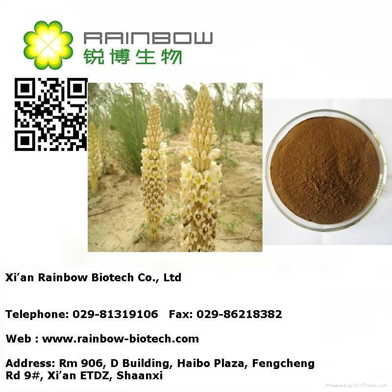 100% Natural Cistanche tubulosa Extract powder  2