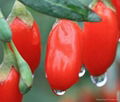 Sacred Goji Berries 2