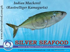 Indian Mackerel (Rastrelliger Kanagurta)