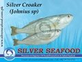 Silver Croaker  (Johnius Sp)