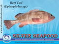 Reef Cod (Epinephelus Sp)