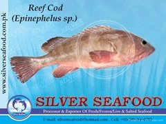 Reef Cod (Epinephelus Sp)