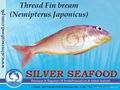 ThreadFin Bream (Nemipterus Japonicus)