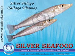 Silver Sillago (Sillago Sihama)