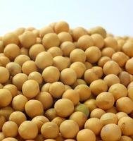 bulk soybean seed  with good quality for squeezing 2