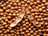 bulk soybean seed  with good quality for squeezing
