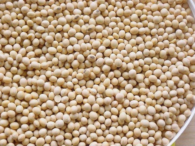 bulk soybean seed  with good quality for squeezing 4