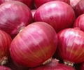 High Quality Fresh Onion 1
