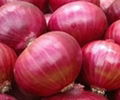 High Quality Fresh Onion